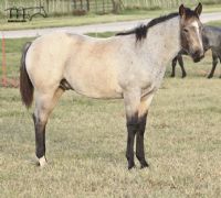 Driftin In Blue's 2018 Buckskin Roan Colt